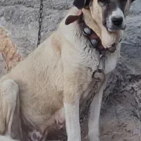 سگ لاس پژدر|سگ|اصفهان, شهرستان|دیوار
