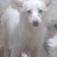 سگ پامرانین سفید