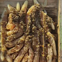 عسل کاملا طبیعی از تولید به مصرف