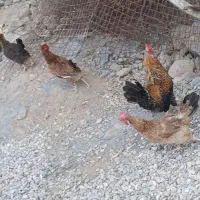 مرغ وخروس تخم گذار