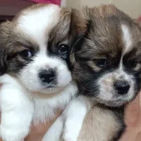 سگ پیکنز تبتی