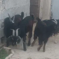 چهار کهره نرچاق وسرحال|حیوانات مزرعه|برازجان, |دیوار