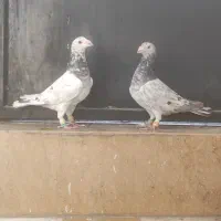 سرور پلاکی|پرنده|شیراز, شاه قلی بیگی|دیوار