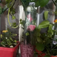 گل وگلدان وجاشمعی