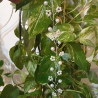 ریسه و پنش مجلسی با طرح ها و رنگ های دلخواه