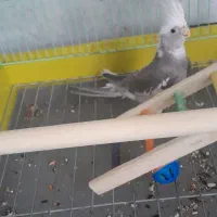 عروس هلندی نر سخنگو