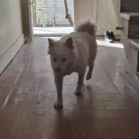 سگ اسکیمو آمریکایی اصل