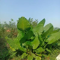 گل بابا ادم جاینت تنه دار