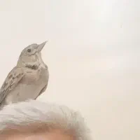 گمشده