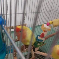 طوطی کوتوله مولدماده