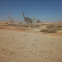 شاخه های درخت صنوبر|عمدهفروشی|داران, |دیوار