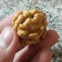 فروش گردو تازه درجه یک