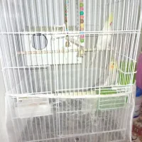 چهار جفت عروس هلندی با دوتا جوجه|پرنده|مشهد, رضاییه|دیوار