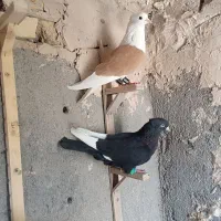 دوتا کفتر نر|پرنده|مشهد, شهرک لشکر (شهرک غرب)|دیوار