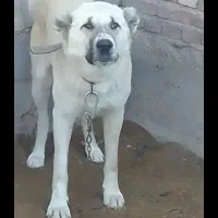 واگذاری سگ گله|سگ|لیلان, |دیوار