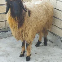 بره