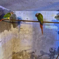 گرینچیک مولد|پرنده|میاندوآب, |دیوار