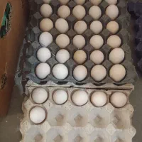 تخم گلین اصل نصب دار