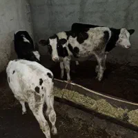 گوساله قطع شیر و شیرخوار