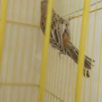 ماده قناری|پرنده|خمینی‌شهر, |دیوار