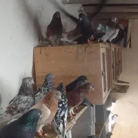 فروش یک گنجه کبوتر پرشی طلا زیر خاکی|پرنده|اشنویه, |دیوار