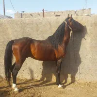 فروش اسب اصیل