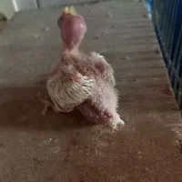 جوجه عروس هلندی