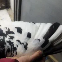 کفتر|پرنده|شاهینشهر, گرگاب|دیوار