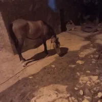 نوزین|اسب و تجهیزات اسب‌سواری|یاسوج, |دیوار