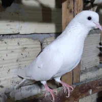 کبوتر|پرنده|قشم, |دیوار