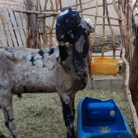 پنجاپ‌نر‌اصل|حیوانات مزرعه|سراوان, |دیوار