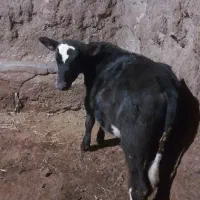 گوساله نر|حیوانات مزرعه|مهربان, |دیوار