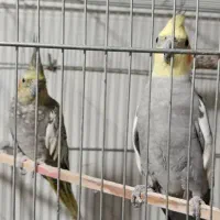 عروس هلندی مولد|پرنده|خرمدره, |دیوار