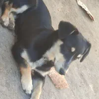 سگ پاکوتاه|سگ|مشهد, رده|دیوار