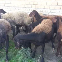 ۳تا بره مار ۳تا شیر کرده یک قوچ|حیوانات مزرعه|آق قلا, |دیوار