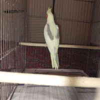 جوجه عروس شاه تخم