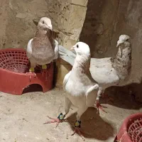 پرنده