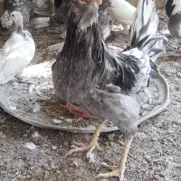 طوسی بدون غلط|حیوانات مزرعه|فارسان, |دیوار