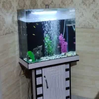 آکواریوم شیشه‌خم