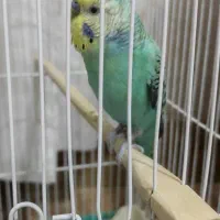 مرغ عشق رنگین کمانی
