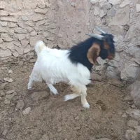 کهره چبش