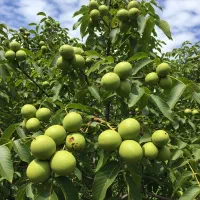 نهال گردو اصل تضمینی، همراه فاکتور و لیبل رسمی