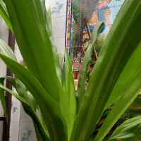 گل ذرتی بزرگ