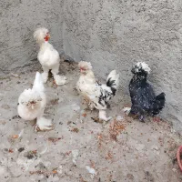 مرغ سلطان تخم کن با دوتک
