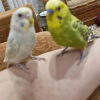 مرغ عشق سبز رنگ گم کردم تحویل بدید مژدگانی بگیرید