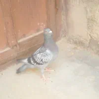 معاوضه کفتر پلاکی با پرشی فقط معاوضه