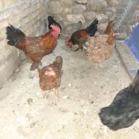 مرغ و خروس محلی|حیوانات مزرعه|باشت, |دیوار