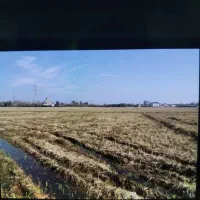 زمین شالیزار نسخ می‌باشد اقدام به سند می‌باشد