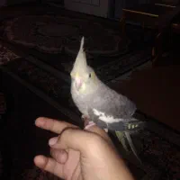 یک عدد عروس هلندی بسیار دستی