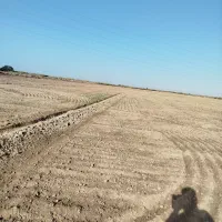 زمین-خوب-برای-شلتوک-اجاره